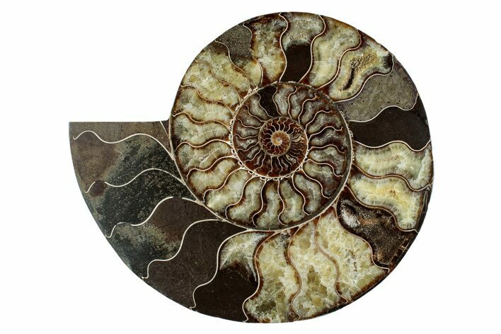 Cut & Polished Ammonite Fossil (Half) - Madagascar #274805